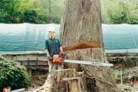 Dawson Tree Services image 2